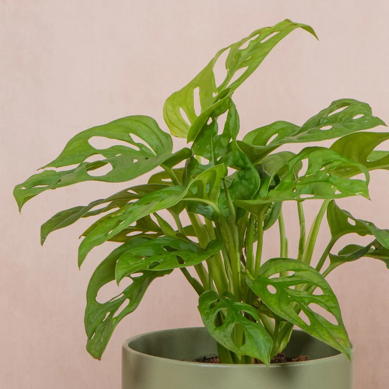 Monstera obliqua