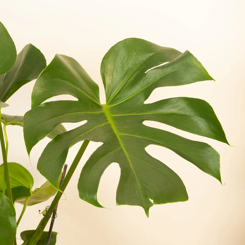 Monstera deliciosa