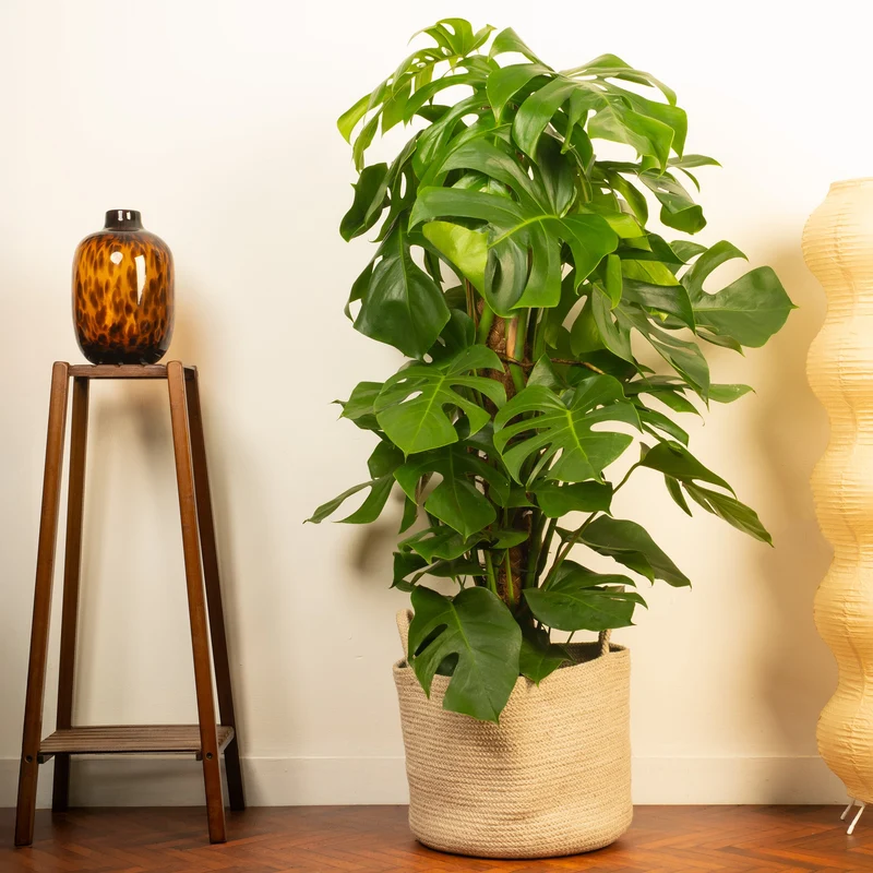 Monstera deliciosa