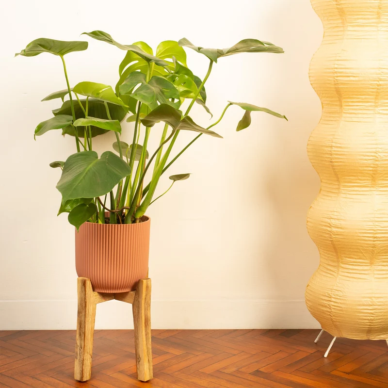 Monstera deliciosa