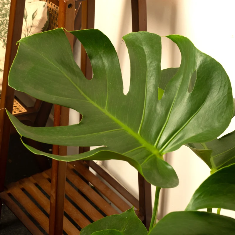 Monstera deliciosa