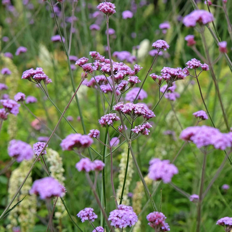 Eisenkraut 'Lollipop'