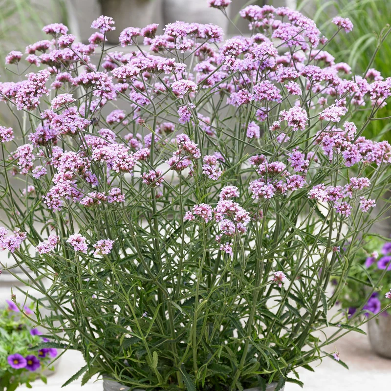 Eisenkraut 'Lollipop'