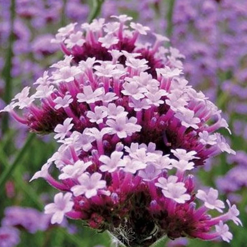 Eisenkraut 'Lollipop'