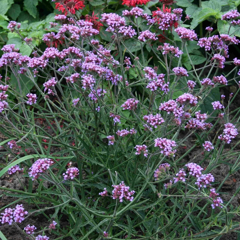 Eisenkraut 'Lollipop'