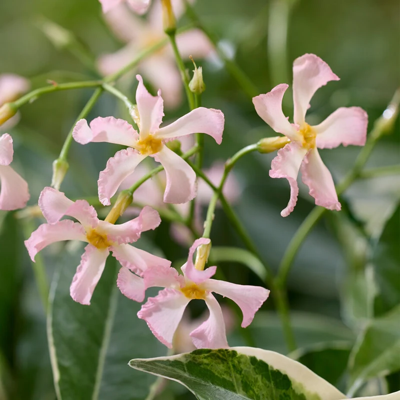 Sternjasmin 'Star of Milano'