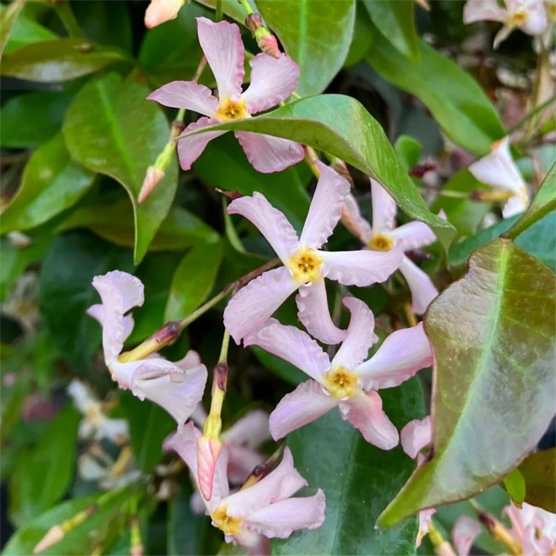 Sternjasmin 'Star of Milano'