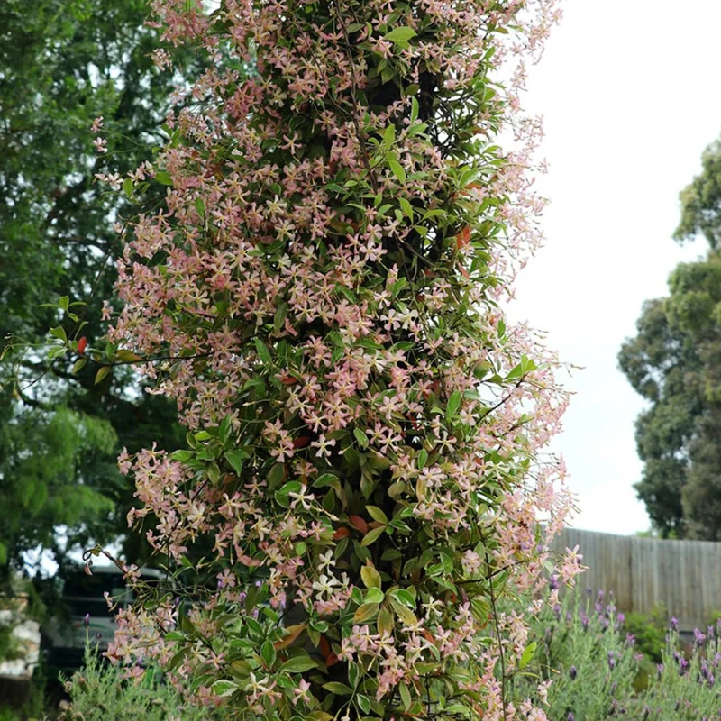 Sternjasmin 'Star of Milano'