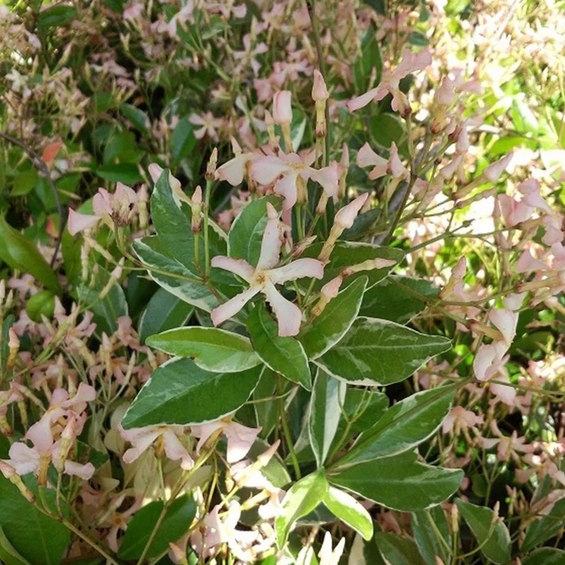 Sternjasmin 'Star of Milano'