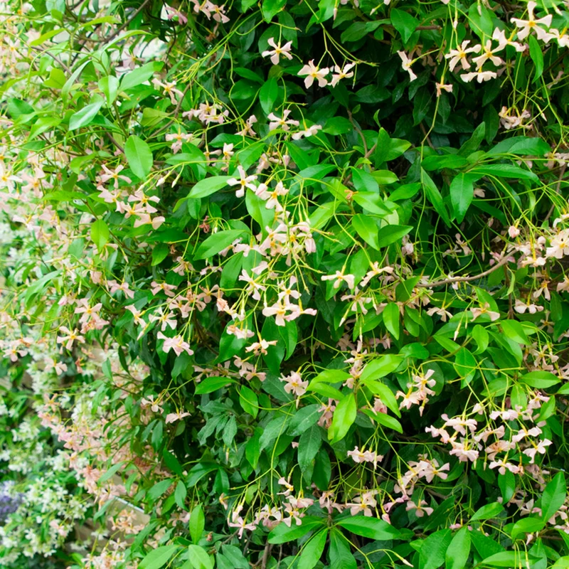 Sternjasmin 'Pink Showers'