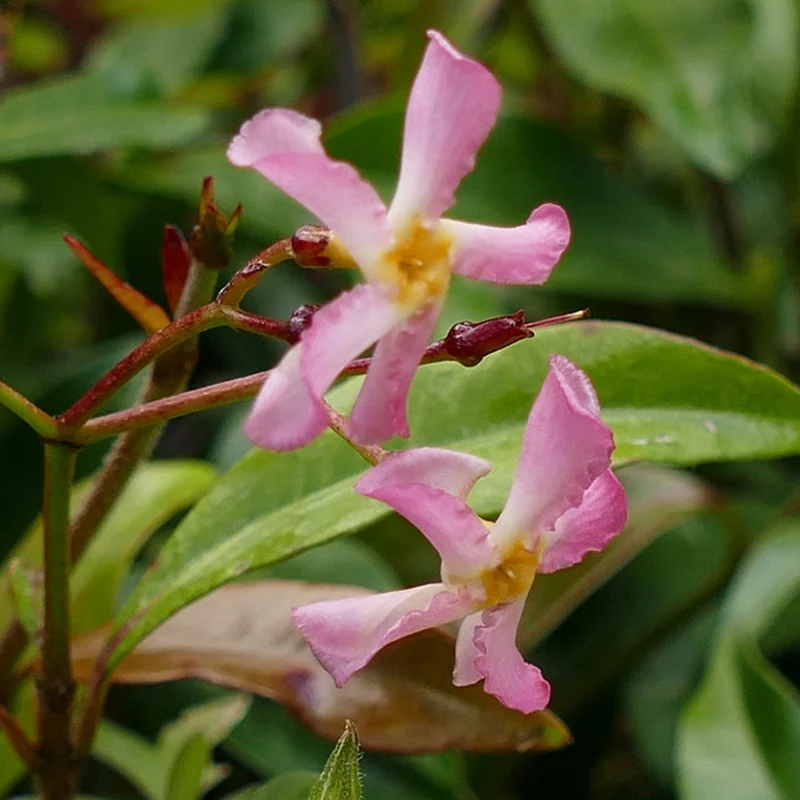 Sternjasmin 'Pink Showers'