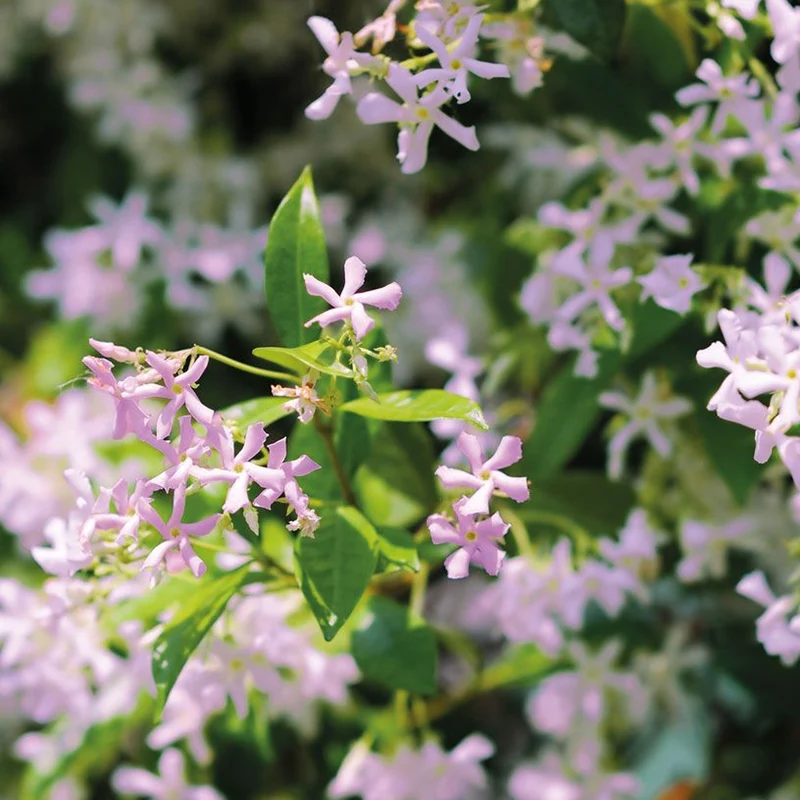 Sternjasmin 'Pink Showers'