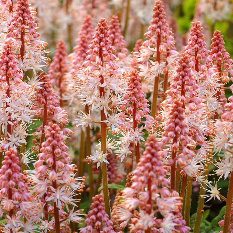 Schaumblüte 'Spring Symphony'