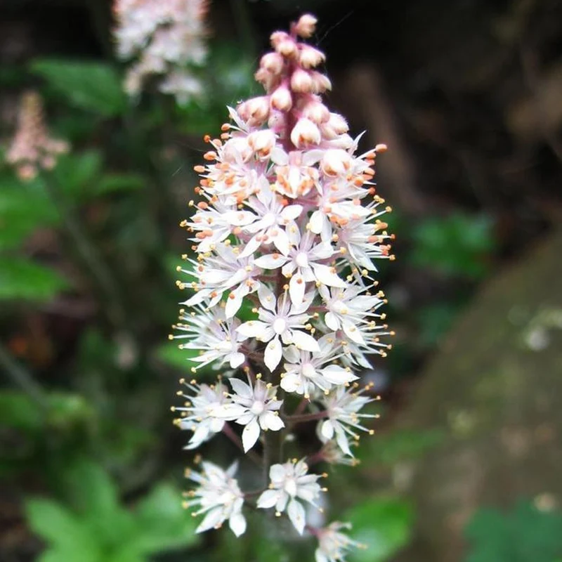 Schaumblüte 'Spring Symphony'