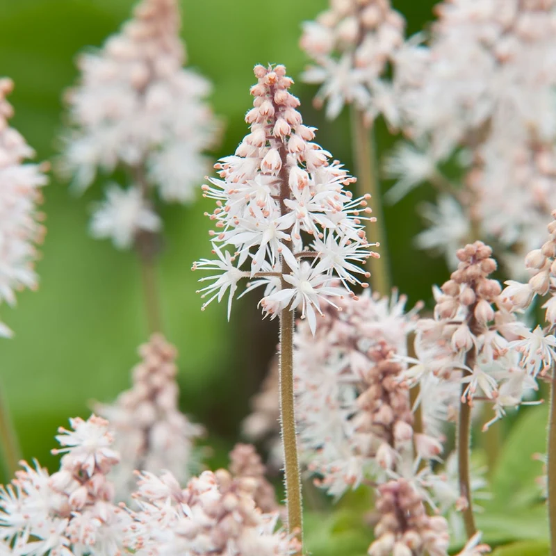 Schaumblüte 'Spring Symphony'