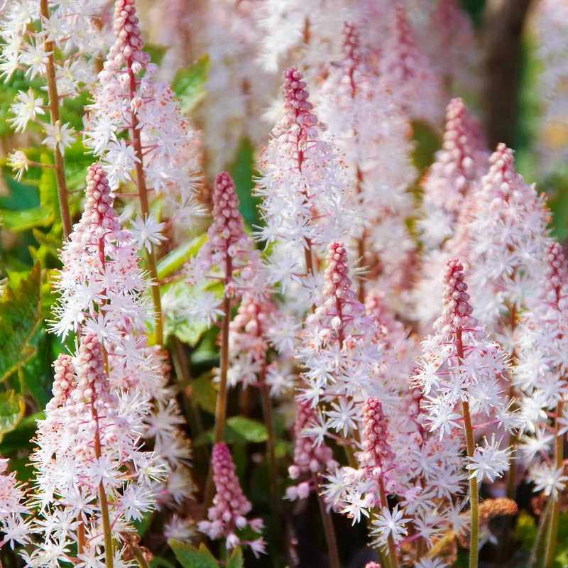 Schaumblüte 'Pink Skyrocket'