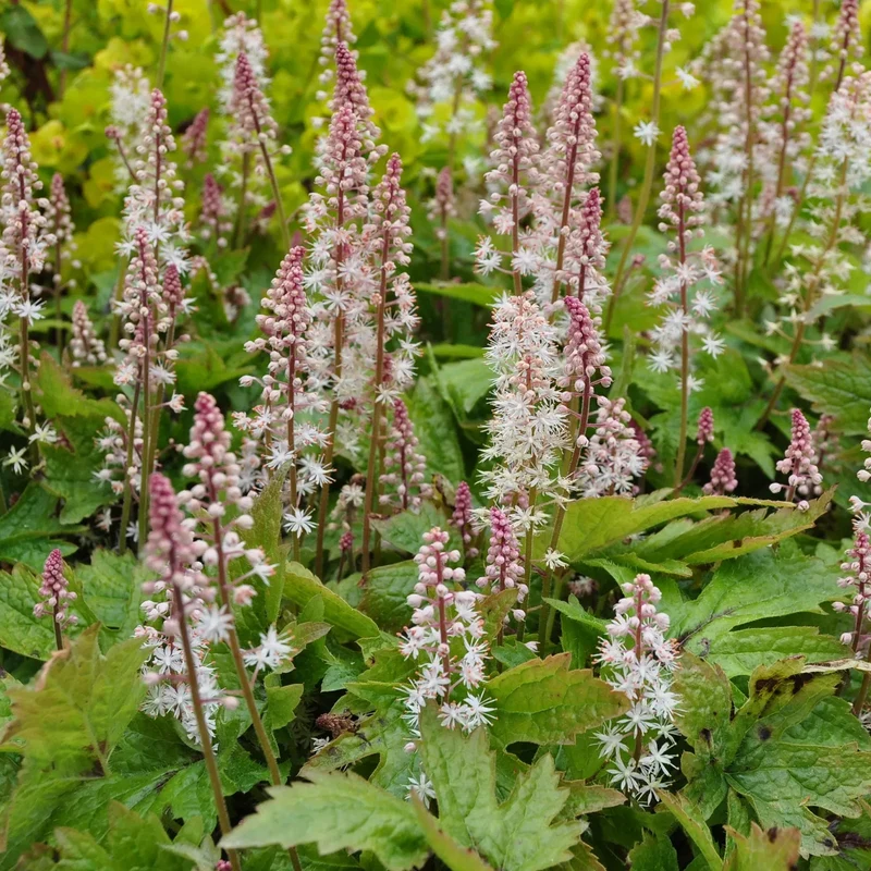 Schaumblüte 'Pink Skyrocket'