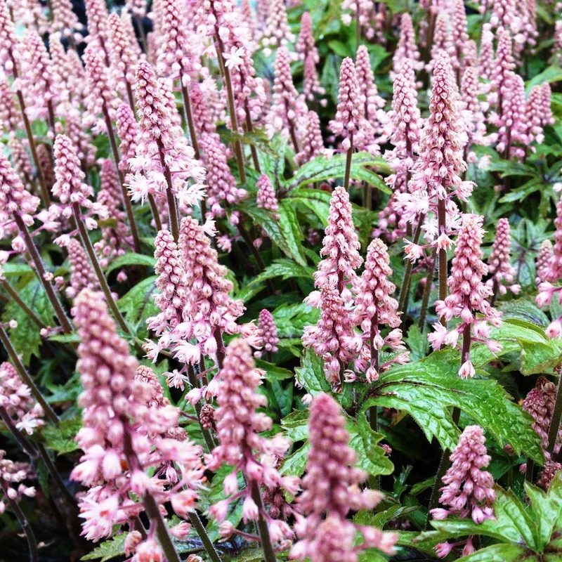 Schaumblüte 'Pink Skyrocket'