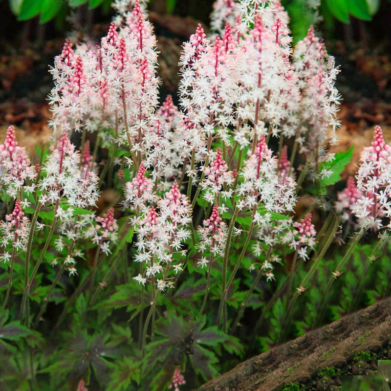 Schaumblüte 'Angel Wings'