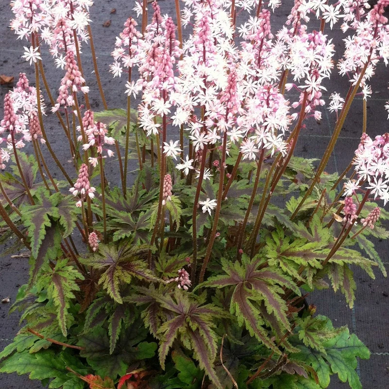 Schaumblüte 'Angel Wings'