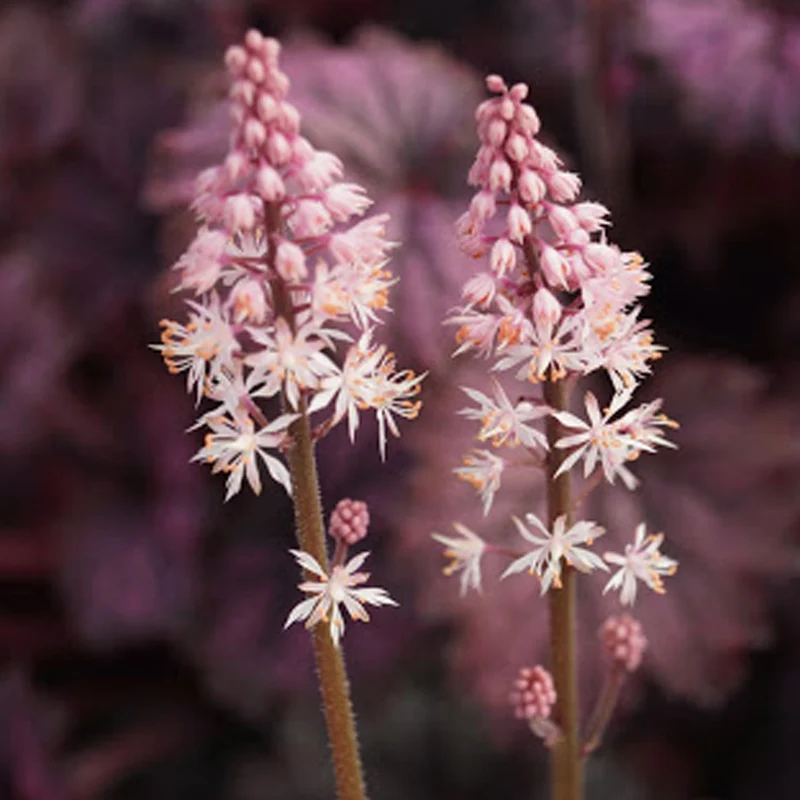 Schaumblüte 'Angel Wings'