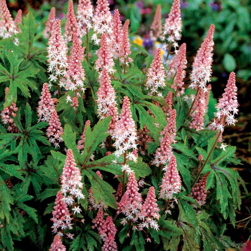 Schaumblüte 'Angel Wings'