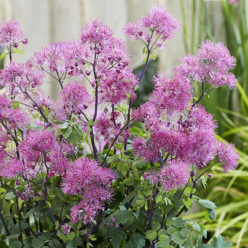 Wiesenraute 'Little Pinkie'