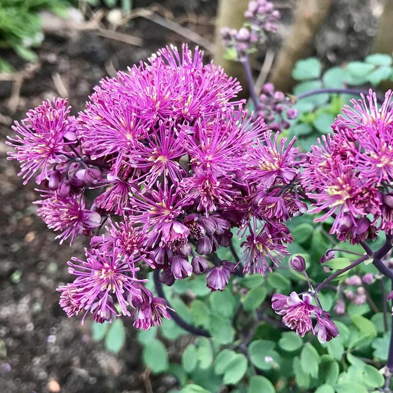 Wiesenraute 'Little Pinkie'