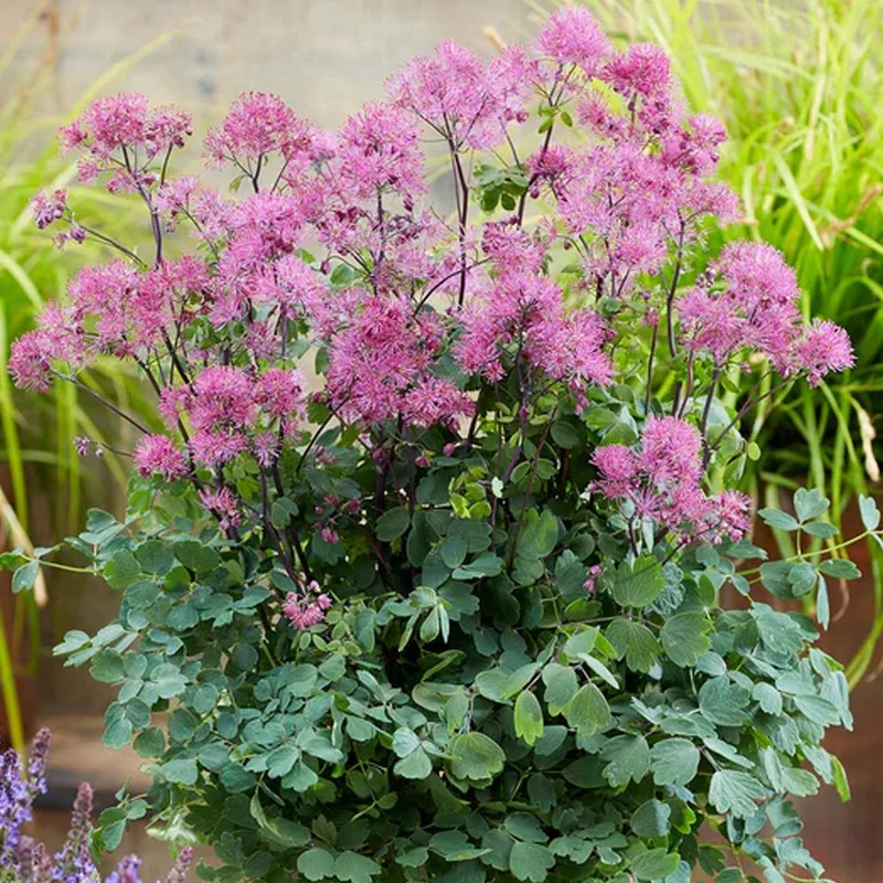 Wiesenraute 'Little Pinkie'