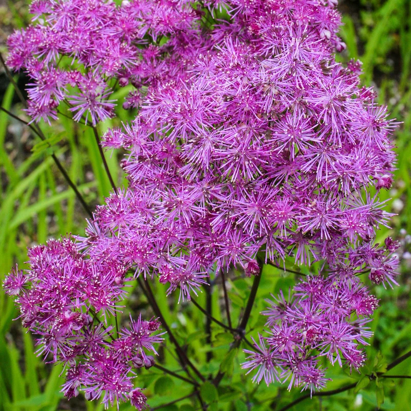 Wiesenraute 'Black Stockings'