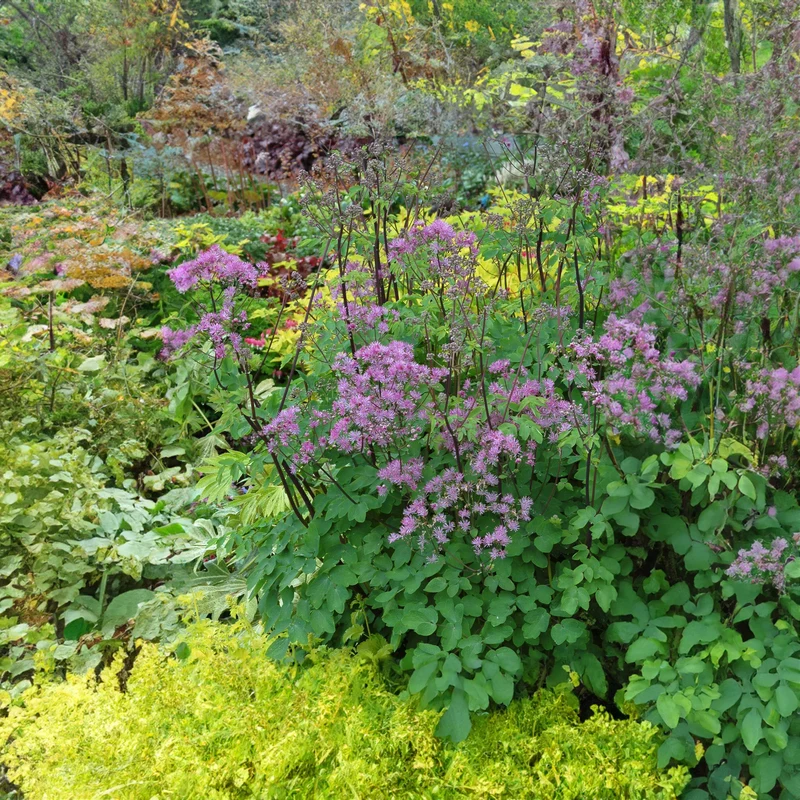 Wiesenraute 'Black Stockings'