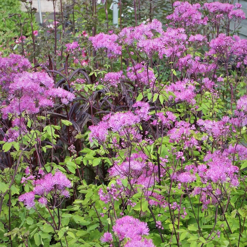 Wiesenraute 'Black Stockings'
