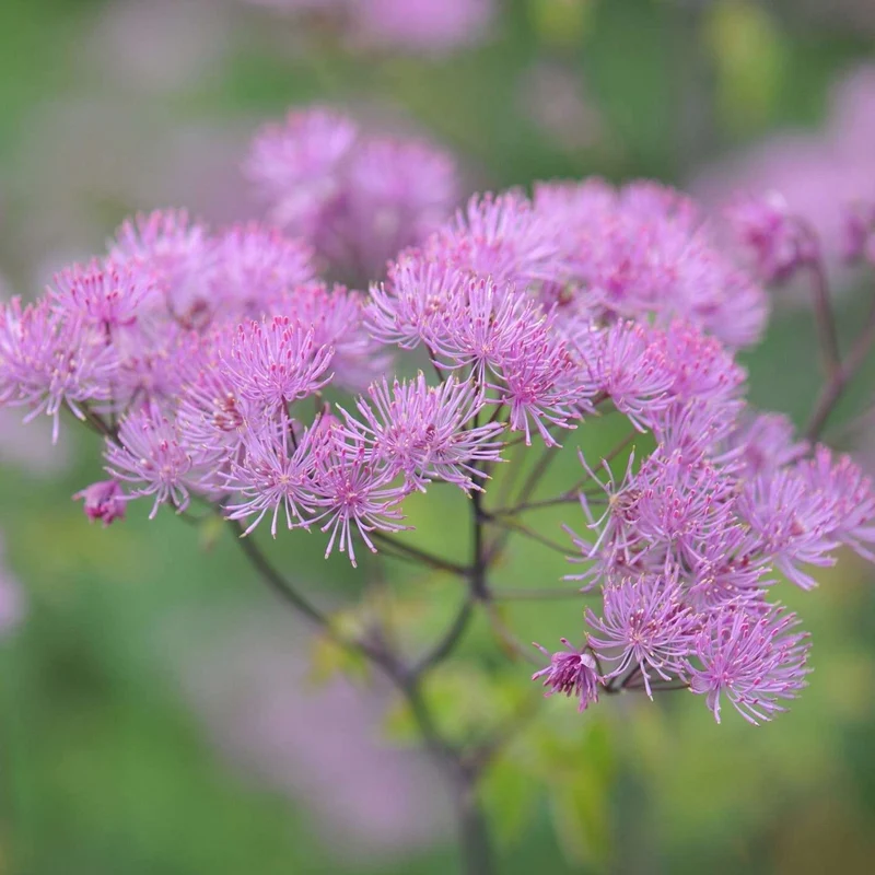 Wiesenraute 'Black Stockings'