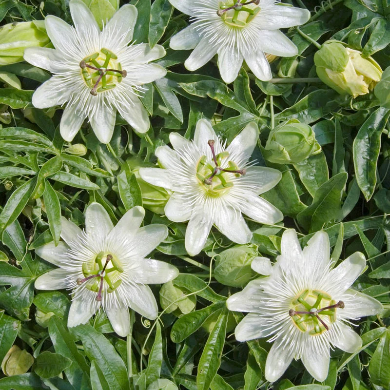 Passionsblume 'Constance Eliott'