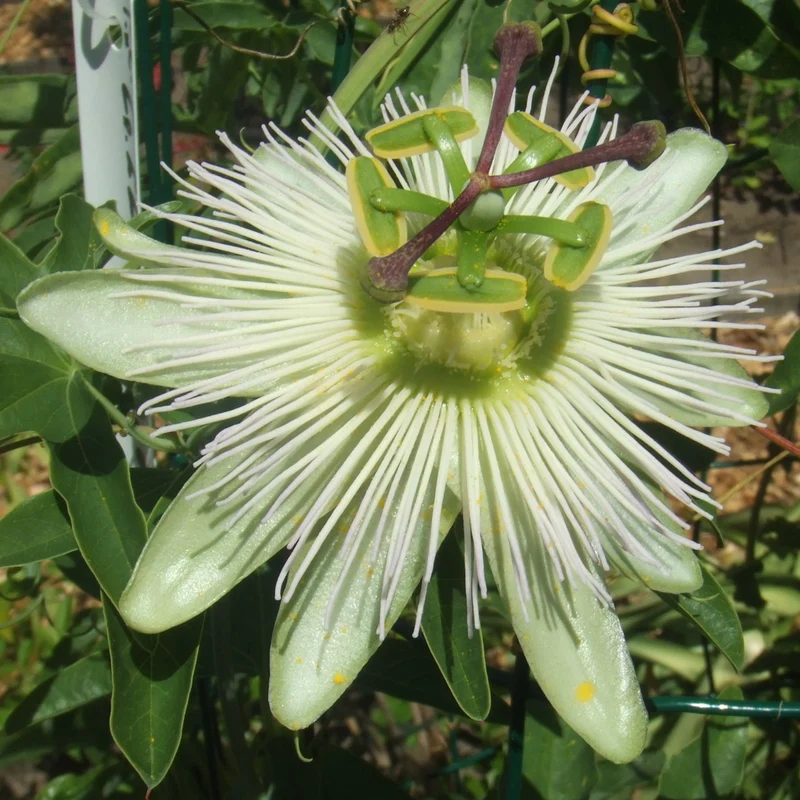 Passionsblume 'Constance Eliott'