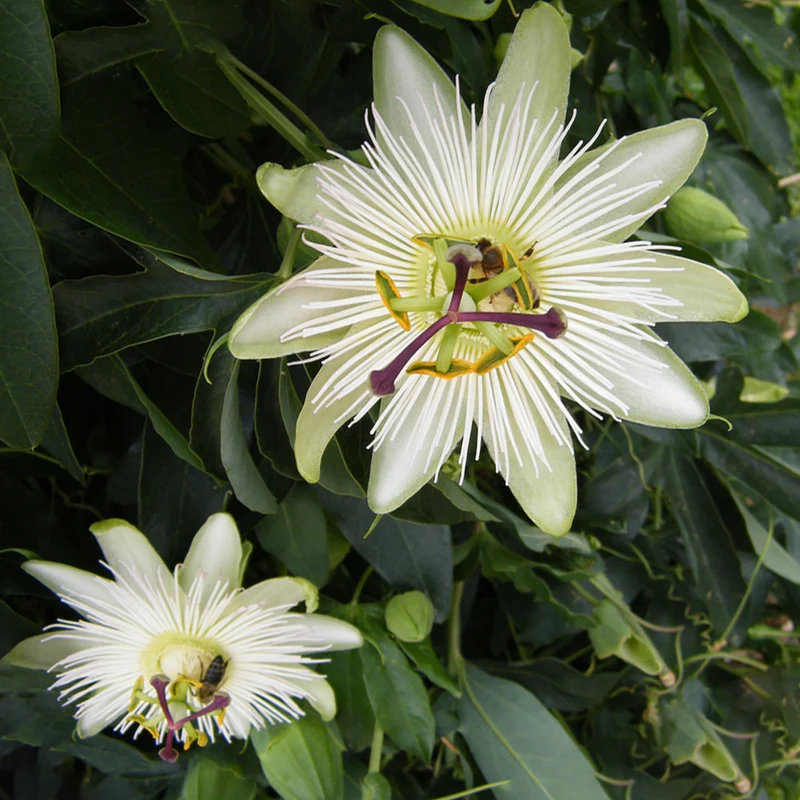 Passionsblume 'Constance Eliott'