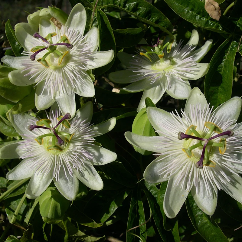 Passionsblume 'Constance Eliott'