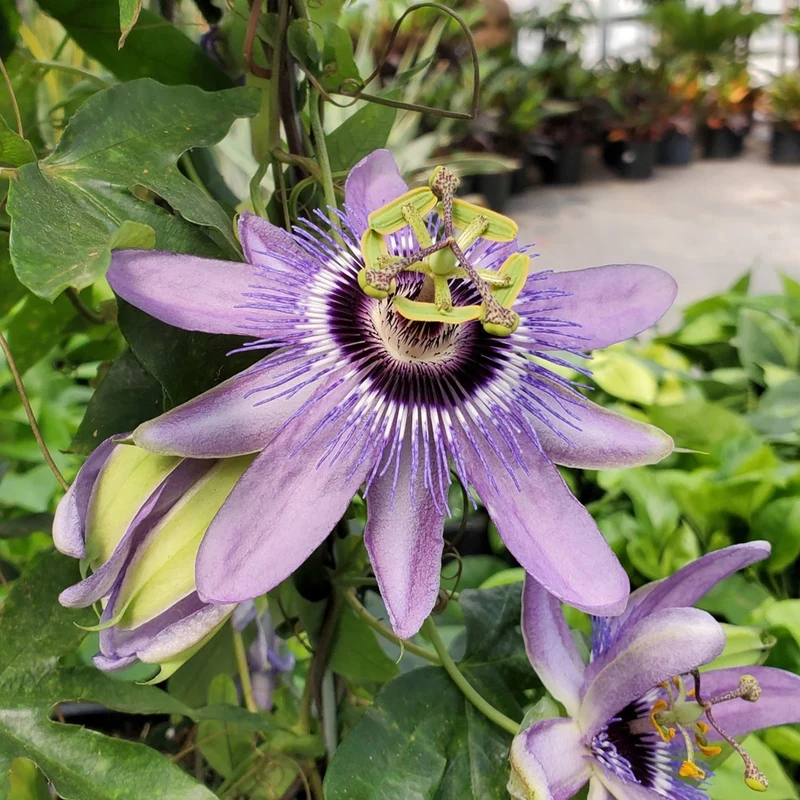 Passionsblume 'Betty Myles Young'