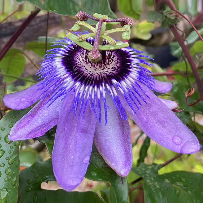 Passionsblume 'Betty Myles Young'