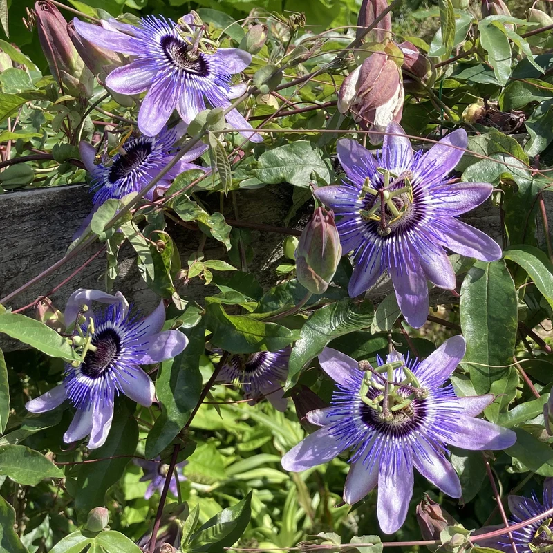 Passionsblume 'Betty Myles Young'