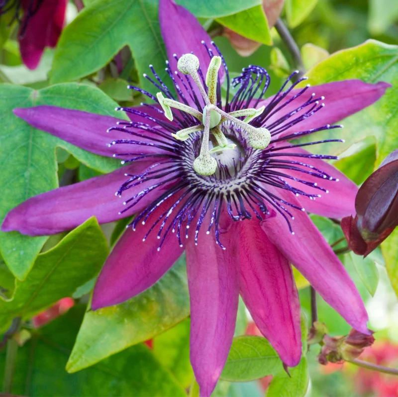 Passionsblume 'Beervelde'
