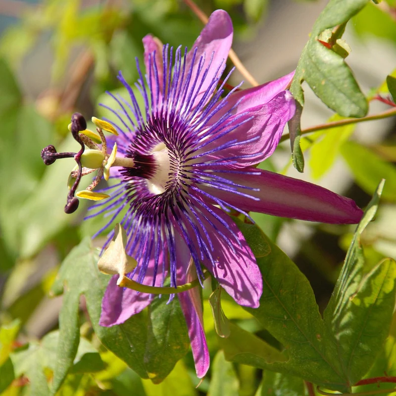 Passionsblume 'Beervelde'
