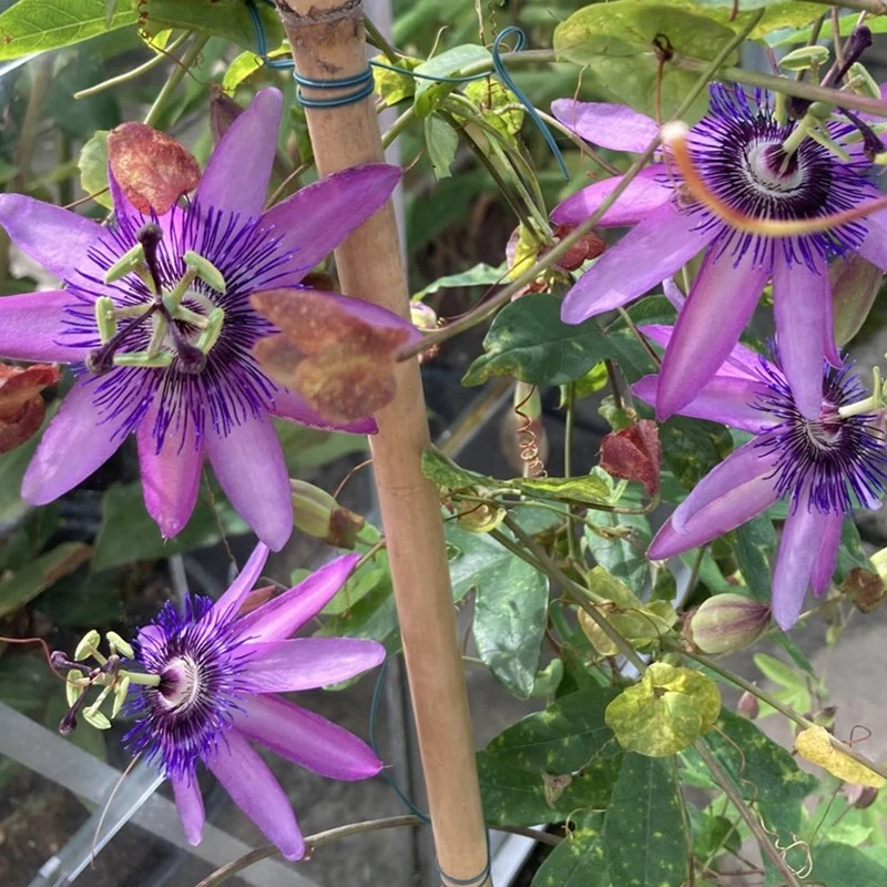 Passionsblume 'Beervelde'