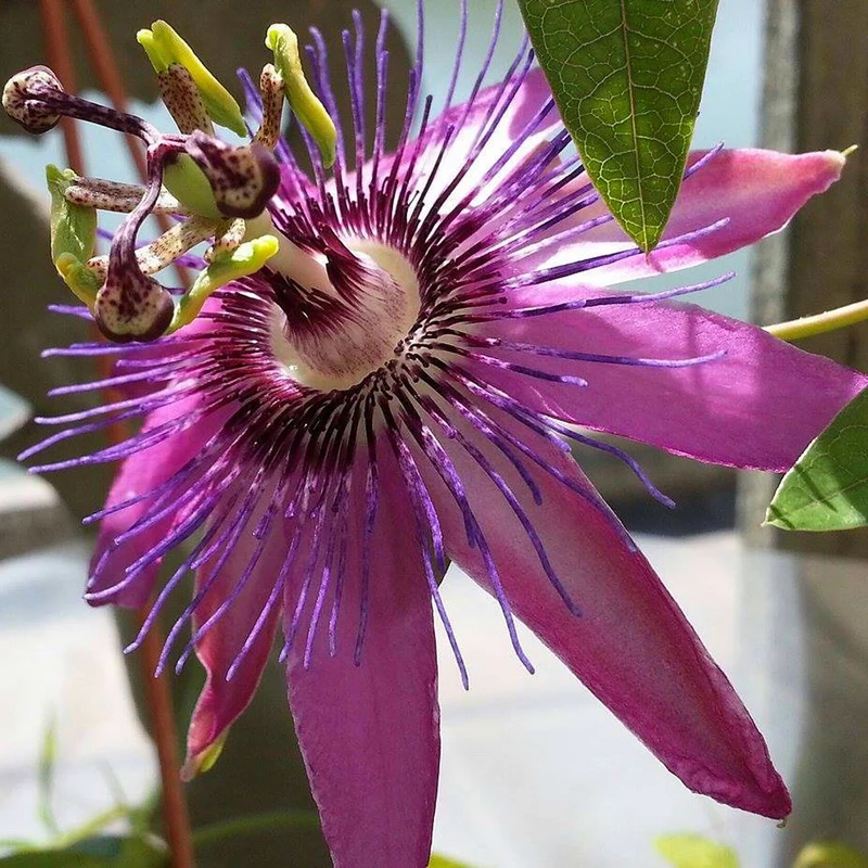 Passionsblume 'Beervelde'