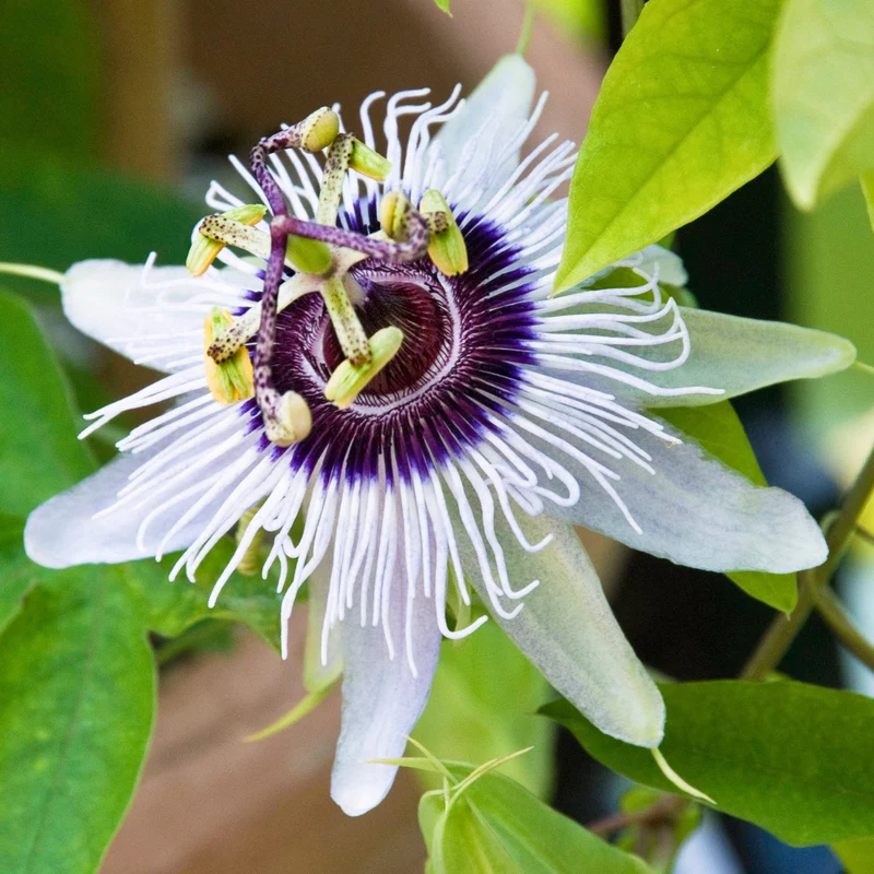 Passionsblume 'Beauty of Hannover'
