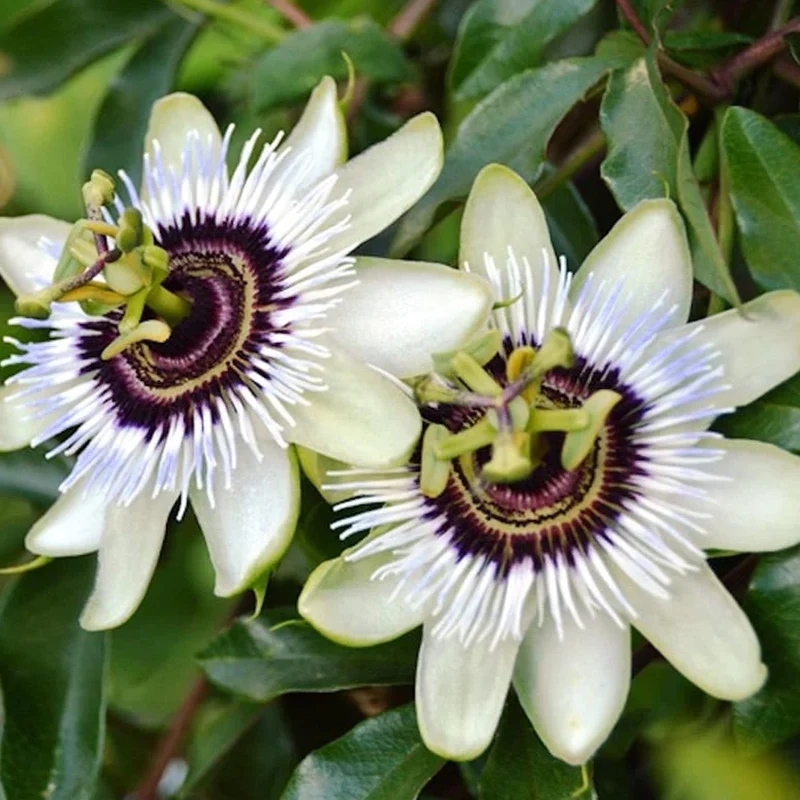 Passionsblume 'Beauty of Hannover'