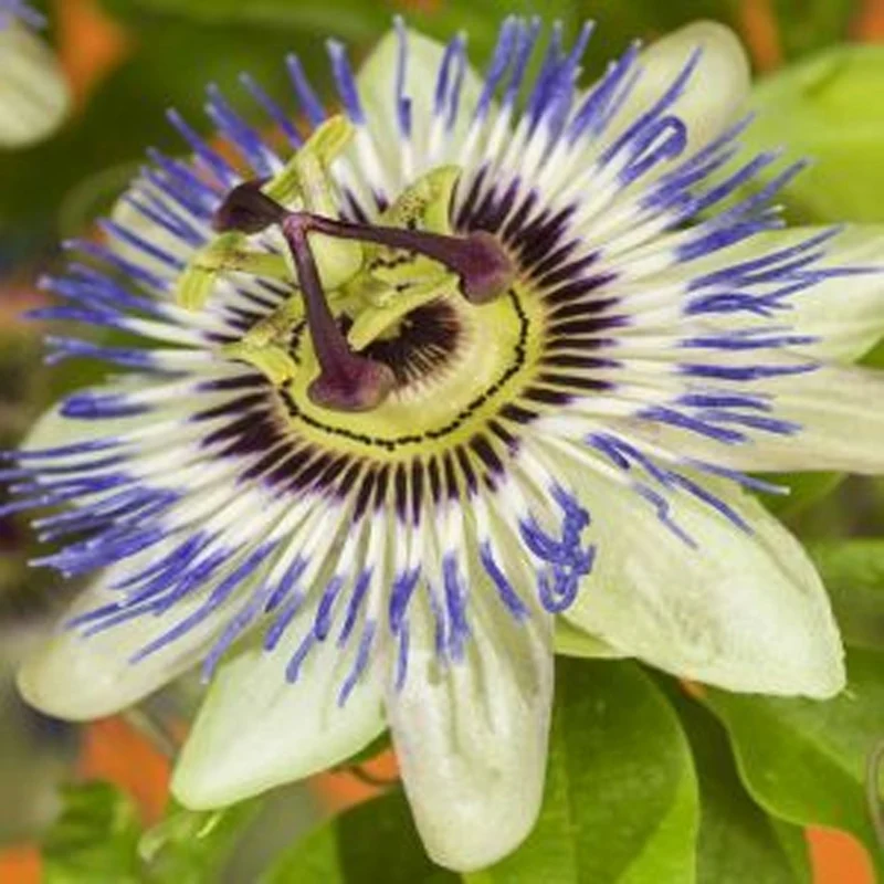 Passionsblume 'Beauty of Hannover'