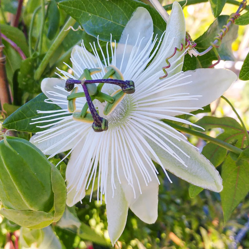 Passionsblume 'Avalanche'