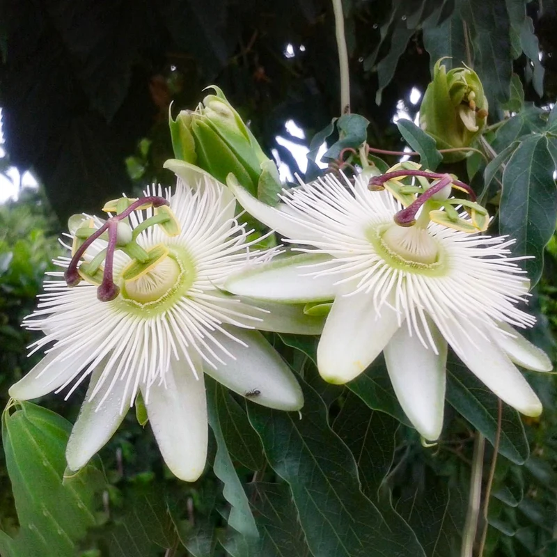 Passionsblume 'Avalanche'