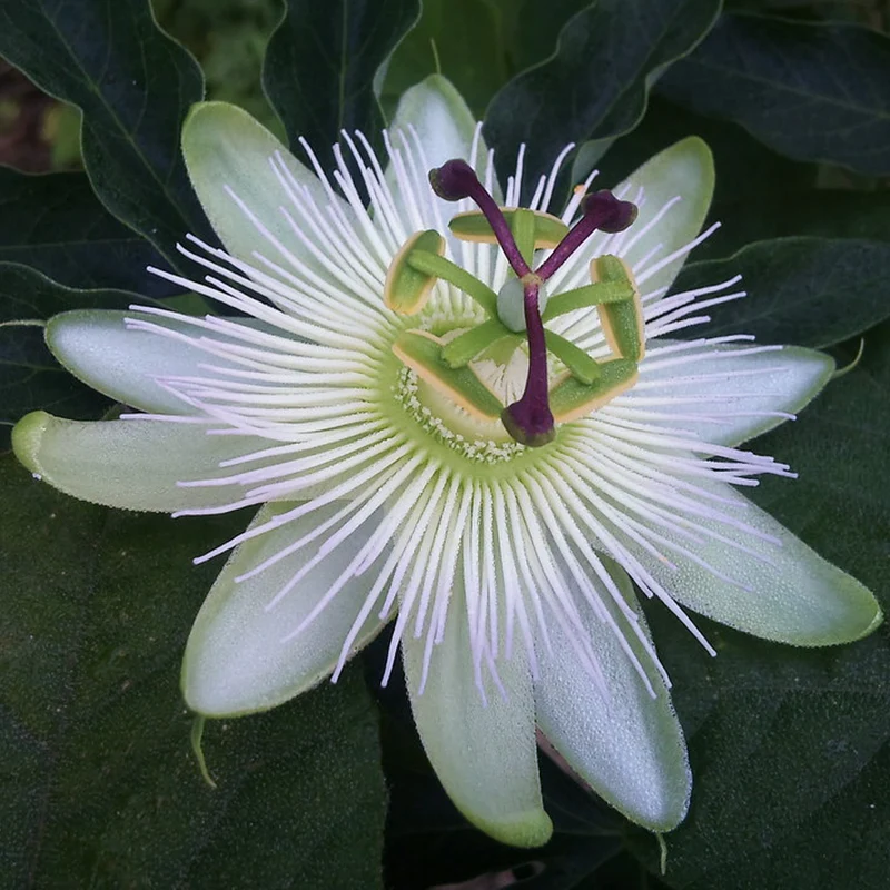 Passionsblume 'Avalanche'